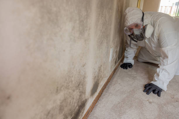  Citrus, CA Mold Removal Pros